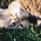 Illustration for article titled Cat vs. Dog: Which Is Best For You?